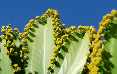 Euphorbia candelabrum