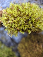 Grimmia trichophylla