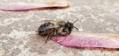 Osmia taurus