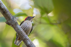 Machaeropterus regulus