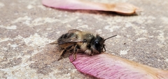 Osmia taurus