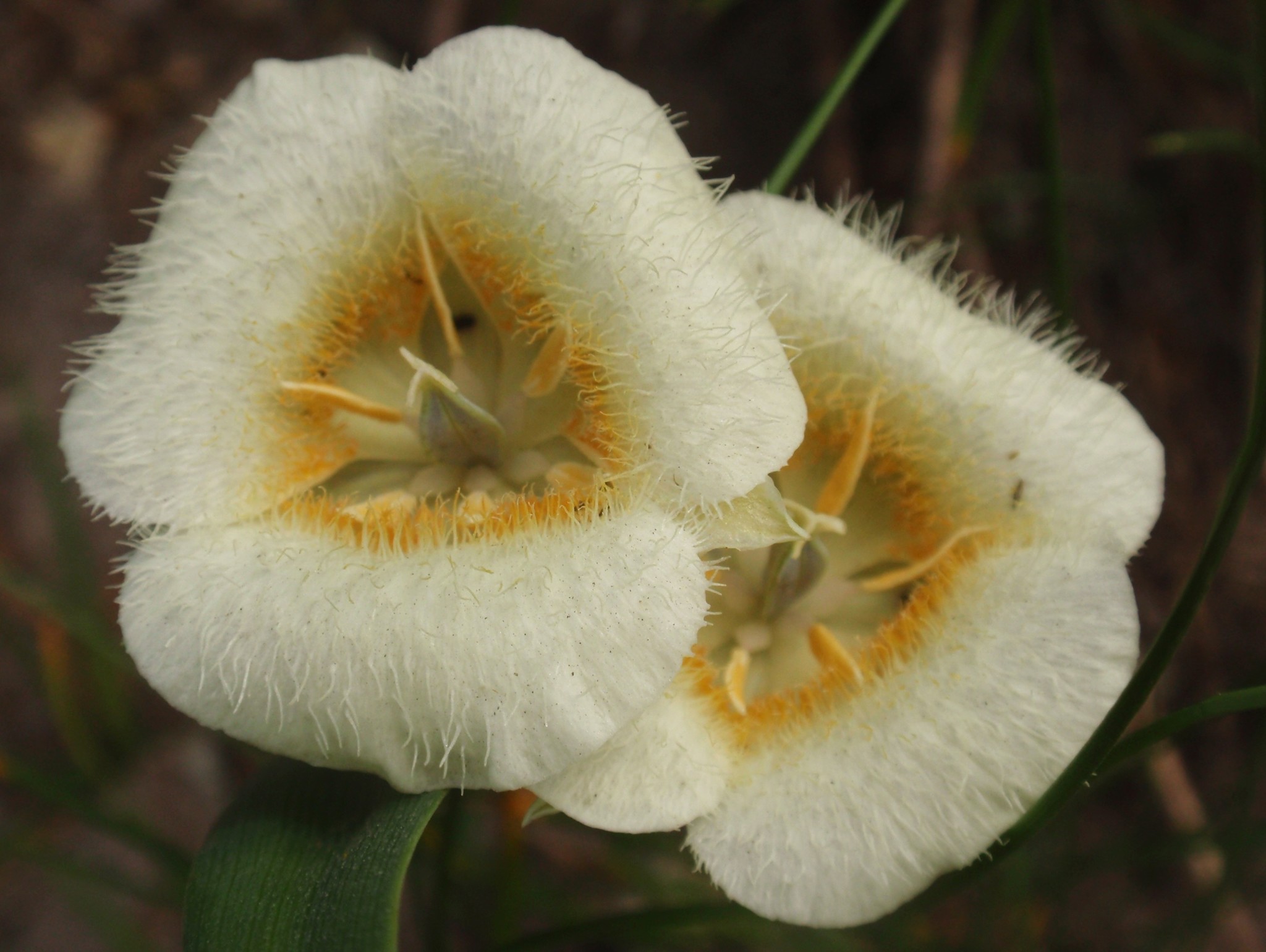 Calochortus subalpinus