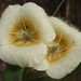 Subalpine Mariposa Lily - Photo (c) Tom Hilton, some rights reserved (CC BY), uploaded by Tom Hilton