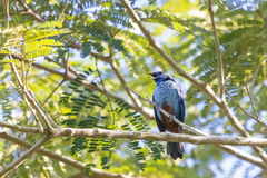 Tangara velia cyanomelas
