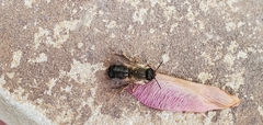 Osmia taurus