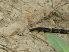 Phanogomphus quadricolor