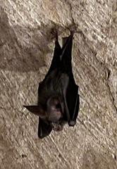 Megaderma spasma