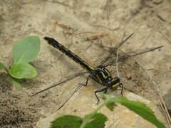 Phanogomphus quadricolor