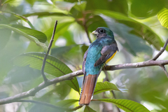 Trogon rufus chrysochloros
