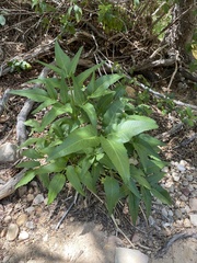 Angelica scabrida