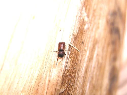 Xyloperthodes evops