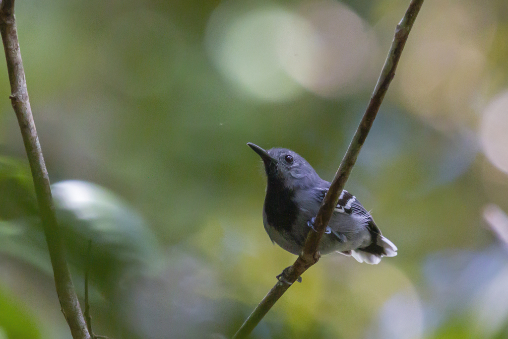 Band-tailed Antwren photo