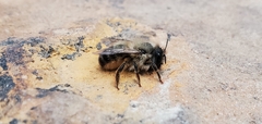 Osmia taurus