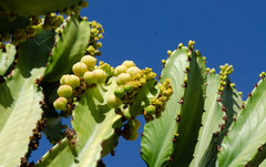 Euphorbia candelabrum