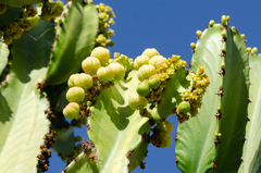 Euphorbia candelabrum