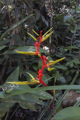 Heliconia richardiana