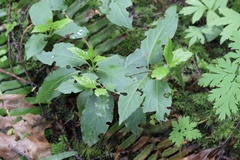 Euonymus occidentalis