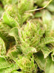 Alepidea