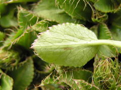 Alepidea
