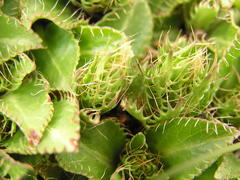 Alepidea
