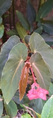 Begonia coccinea