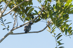 Xipholena atropurpurea