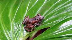 Pristimantis incomptus