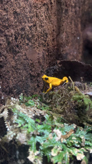 Phyllobates terribilis