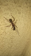 Dolichoderus attelaboides