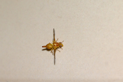 Anastrepha