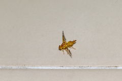 Anastrepha