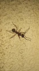 Dolichoderus attelaboides