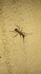 Dolichoderus attelaboides