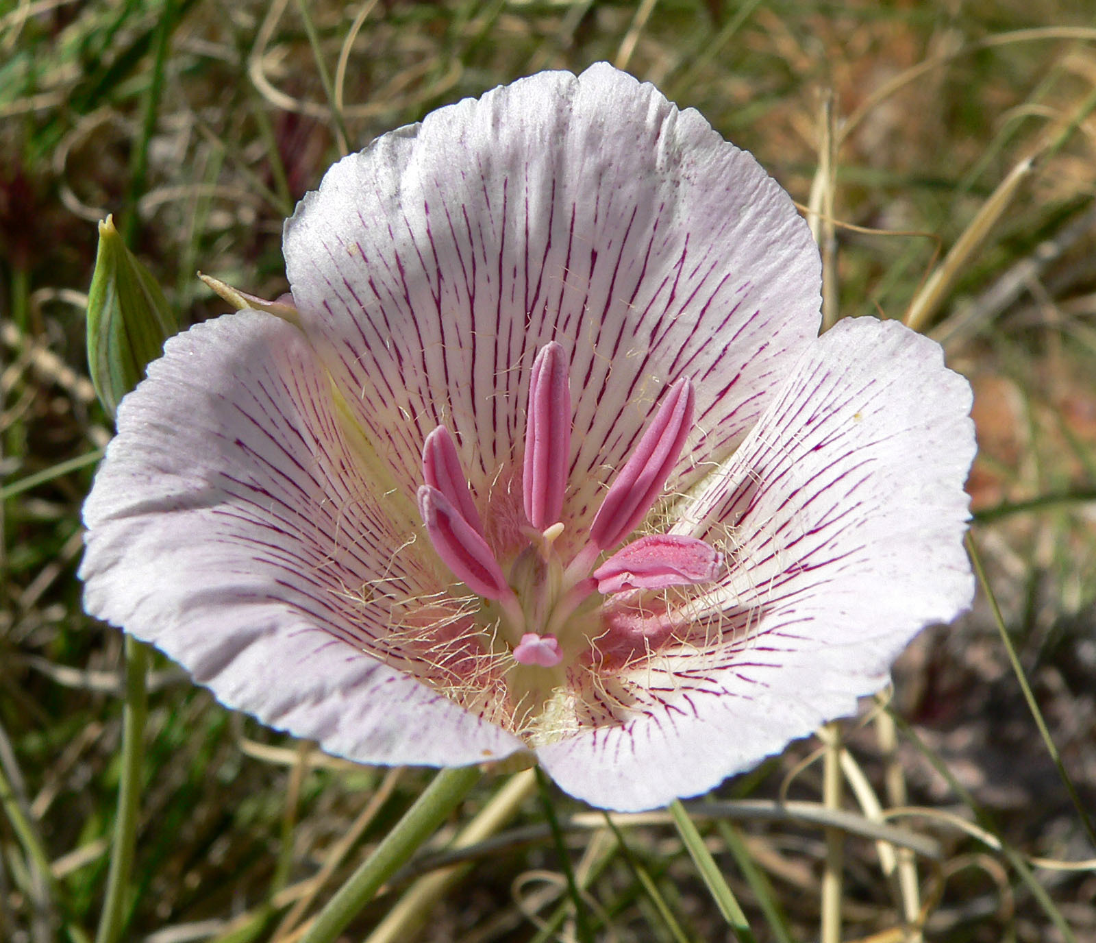 Calochortus striatus