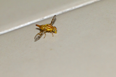 Anastrepha