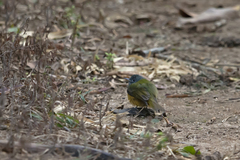 Mionectes rufiventris