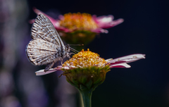 Euphorbia candelabrum