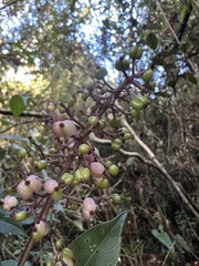 Palicourea angustifolia