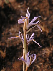 Moraea stricta