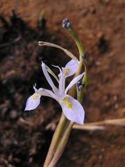 Moraea stricta