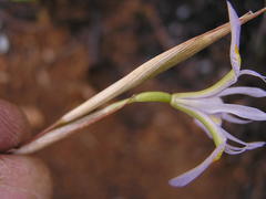 Moraea stricta