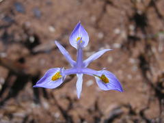 Moraea stricta