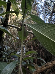 Palicourea angustifolia