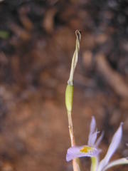 Moraea stricta