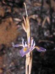 Moraea stricta
