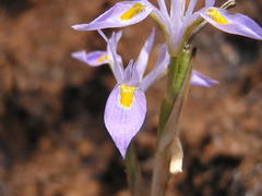 Moraea stricta