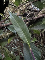 Palicourea angustifolia