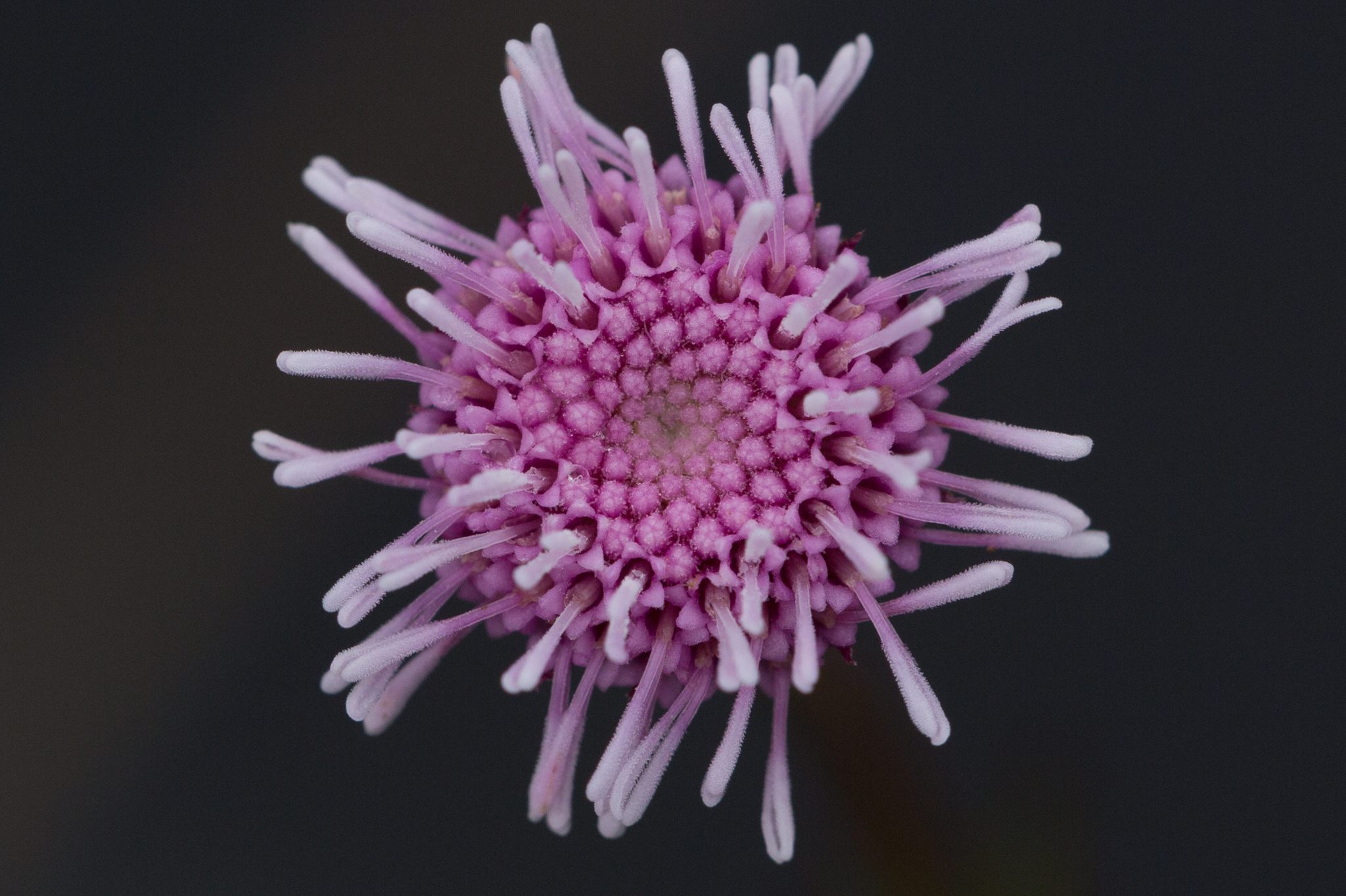 Sclerolepis uniflora