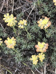 Eriogonum thymoides