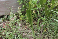 Baccharis trimera